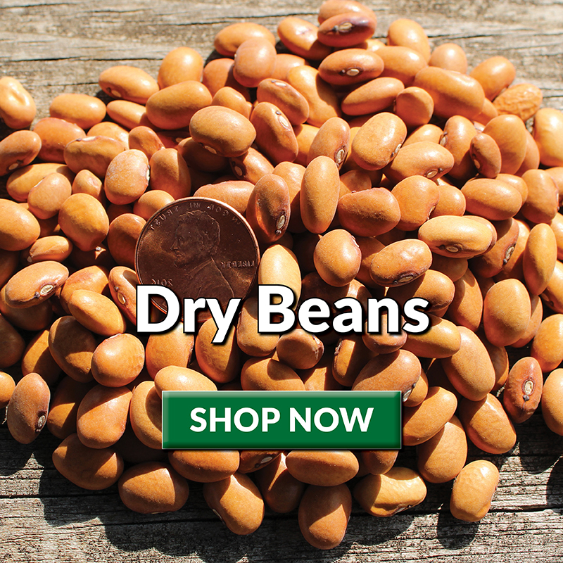 Dry Beans