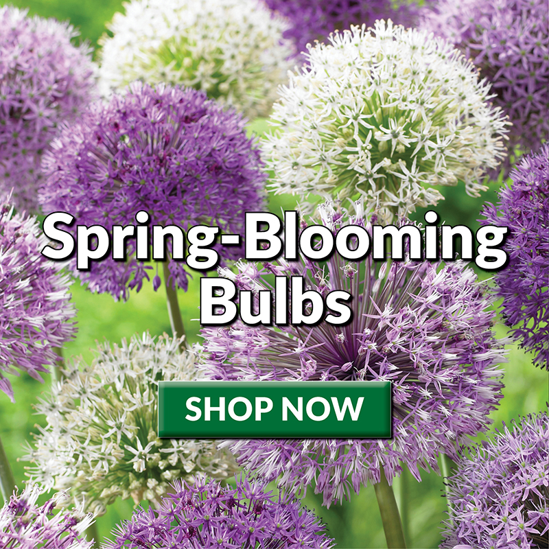 Spring-Blooming Bulbs