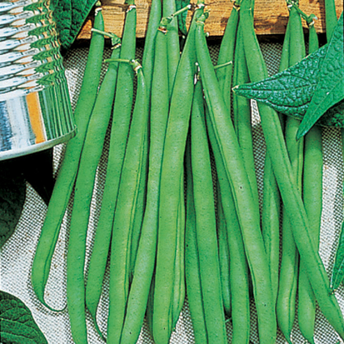 Seeds       $1.69 Max Shipping Haricot Verts Petite Filet 20 Green Bean Seeds 