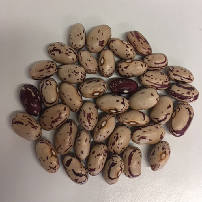 Italian Cranberry Dry Bean