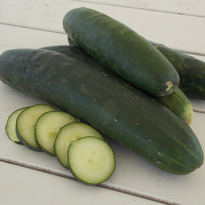 Fanfare Hybrid Cucumber