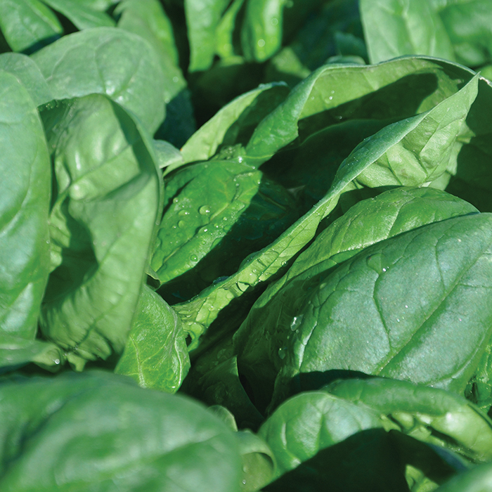 Renegade Hybrid Spinach