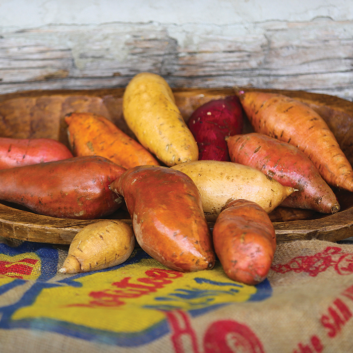 Sweet Potato Sampler For Northern Gardeners