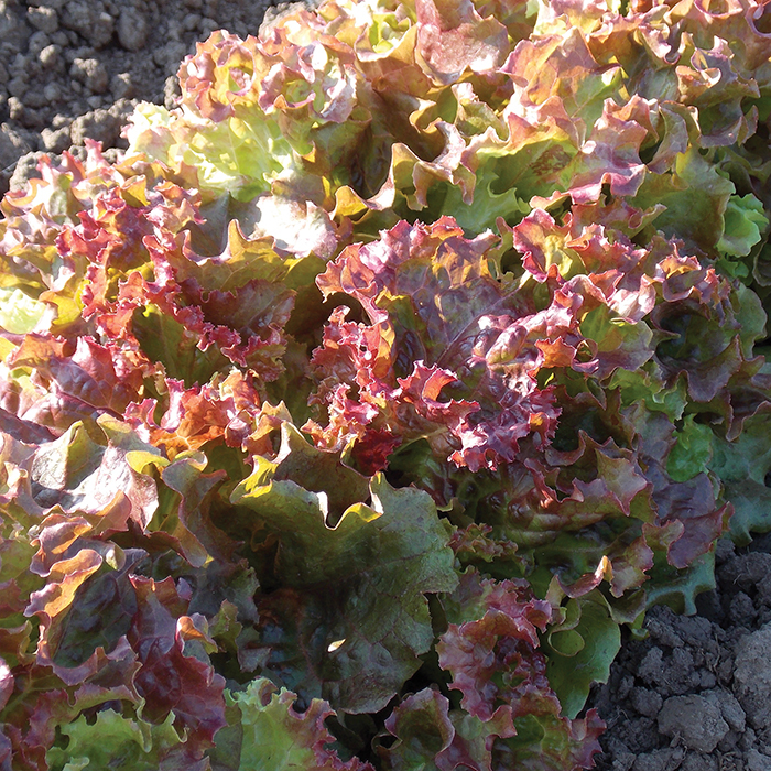 New Red Fire Lettuce