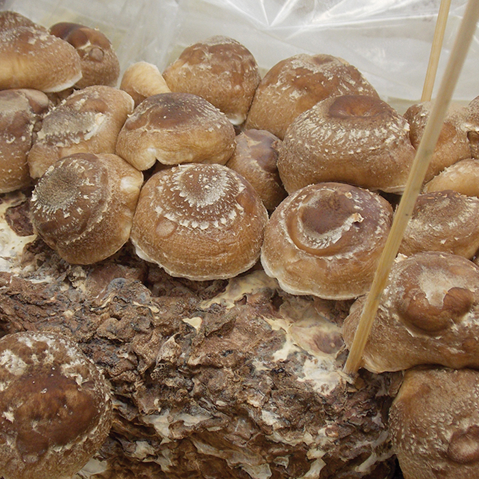 Shiitake Mushroom Kit