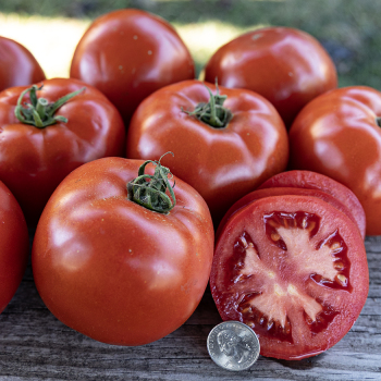 Tomato, Celebrity Plus Hybrid