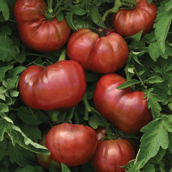 Tomato, DarkStar Hybrid