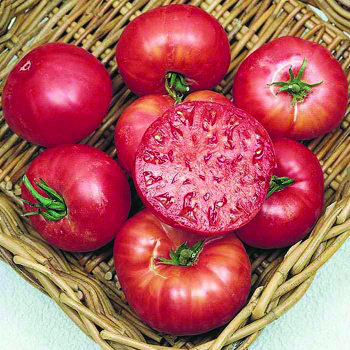 Tomato, Mortgage Lifter  Tomato, Mortgage Lifter