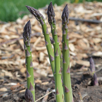 Mary Washington Asparagus