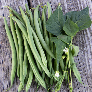 Bean, Bush, Blue Lake Superior 