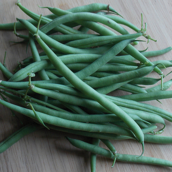 Domingo Bush Bean