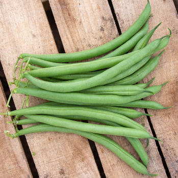 Bean, Bush, Dominator