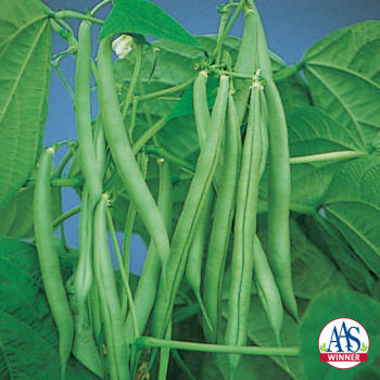 Derby Bush Bean