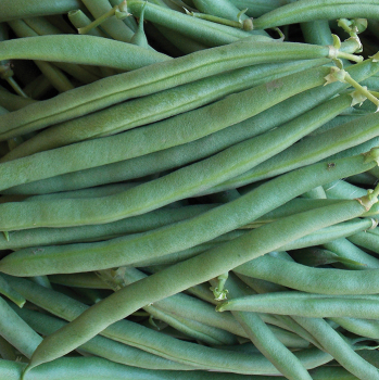 Coyote Bean