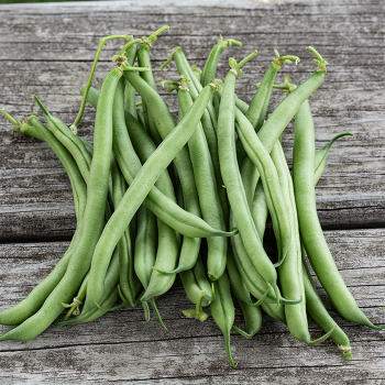 Bean, Bush, Cinnabar Mountain