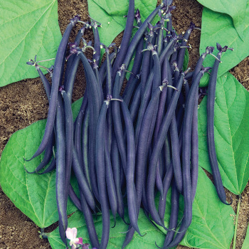 Velour French Filet Bush Bean