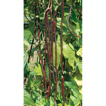 Red Noodle Yardlong Bean
