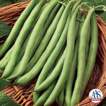 Blue Lake S-7 Stringless Pole Bean