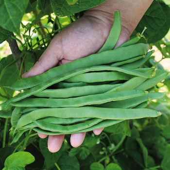 Bean, Pole, Firdaouss  Bean, Pole, Firdaouss