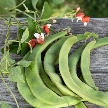 Bean, Pole, Painted Lady  Bean, Pole, Painted Lady