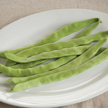 Northeaster Romano Pole Bean