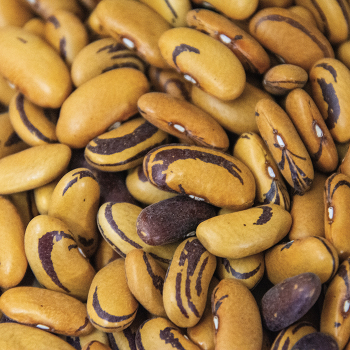Bean, Bush, Tiger's Eye  Bean, Bush, Tiger's Eye