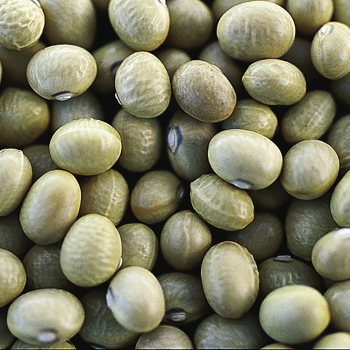Bean, Bush, China Yellow  Bean, Bush, China Yellow