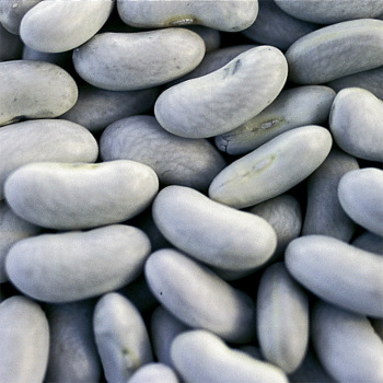 Cannellini Dry Bean