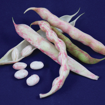 French Horticultural Shell Bean