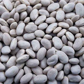 Great Northern Dry Bean