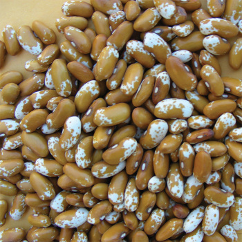 Jacob's Cattle Gold Dry Bean