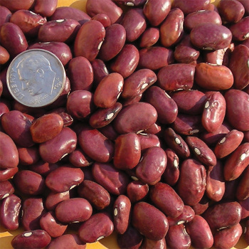 Hidatsa Red Indian Dry Bean