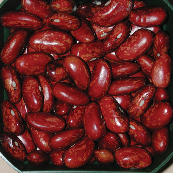 Scarlet Beauty Dry Bean