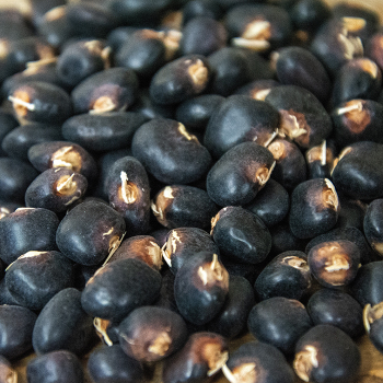 Bean, Pole, Succotash  Bean, Pole, Succotash