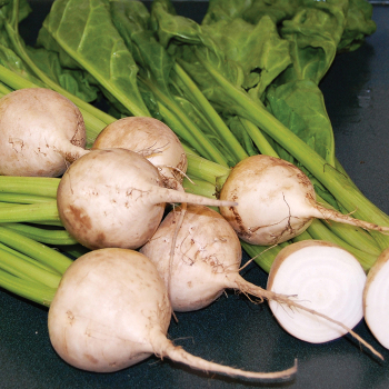 Beet, Avalanche Beet, Avalanche