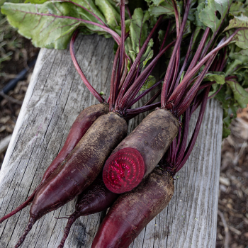 Beet, Cylindra 