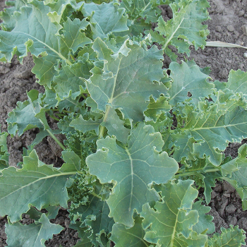 Dwarf Blue Curled Scotch Kale
