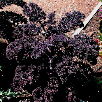 Redbor Hybrid Kale