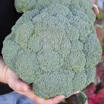 Broccoli, Lieutenant Hybrid Broccoli, Lieutenant Hybrid