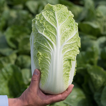 Emiko Hybrid Napa Cabbage
