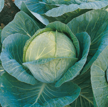 Cabbage, Megaton Hybrid