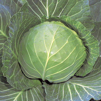 Quick Start Hybrid Cabbage