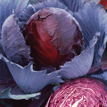 Cabbage, Red Express Cabbage, Red Express