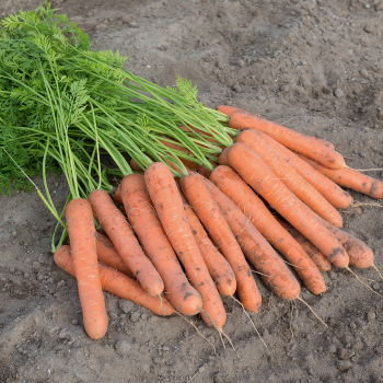 Aranka Hybrid Carrot