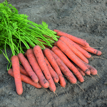 Carrot, Aranka Hybrid  Carrot, Aranka Hybrid