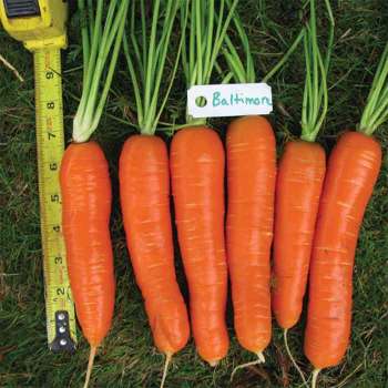 Baltimore Hybrid Carrot