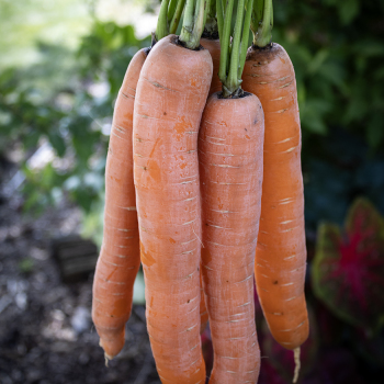Carrot, Caravel Hybrid Carrot, Caravel Hybrid