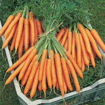 Mokum Hybrid Carrot