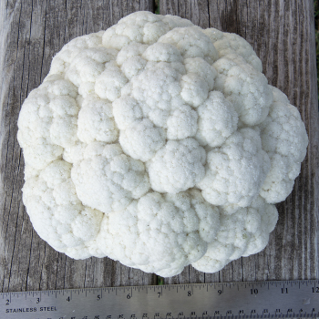 Cauliflower, Twister Hybrid Cauliflower, Twister Hybrid
