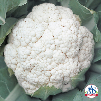 Cauliflower, Snow Crown Hybrid Cauliflower, Snow Crown Hybrid